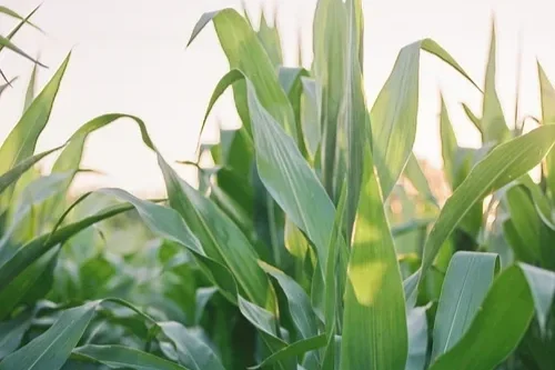 Investing in What Matters Most: Tennessee Corn Promotion Board Supports 12 Research Projects