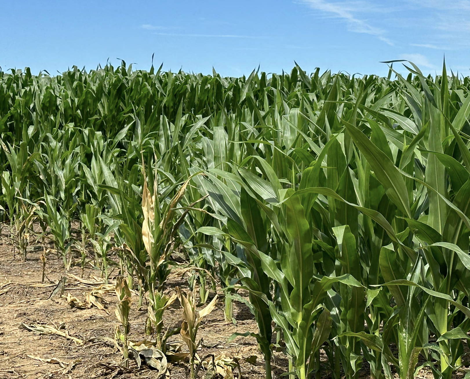 Exploring the Potential of Short Corn in Tennessee