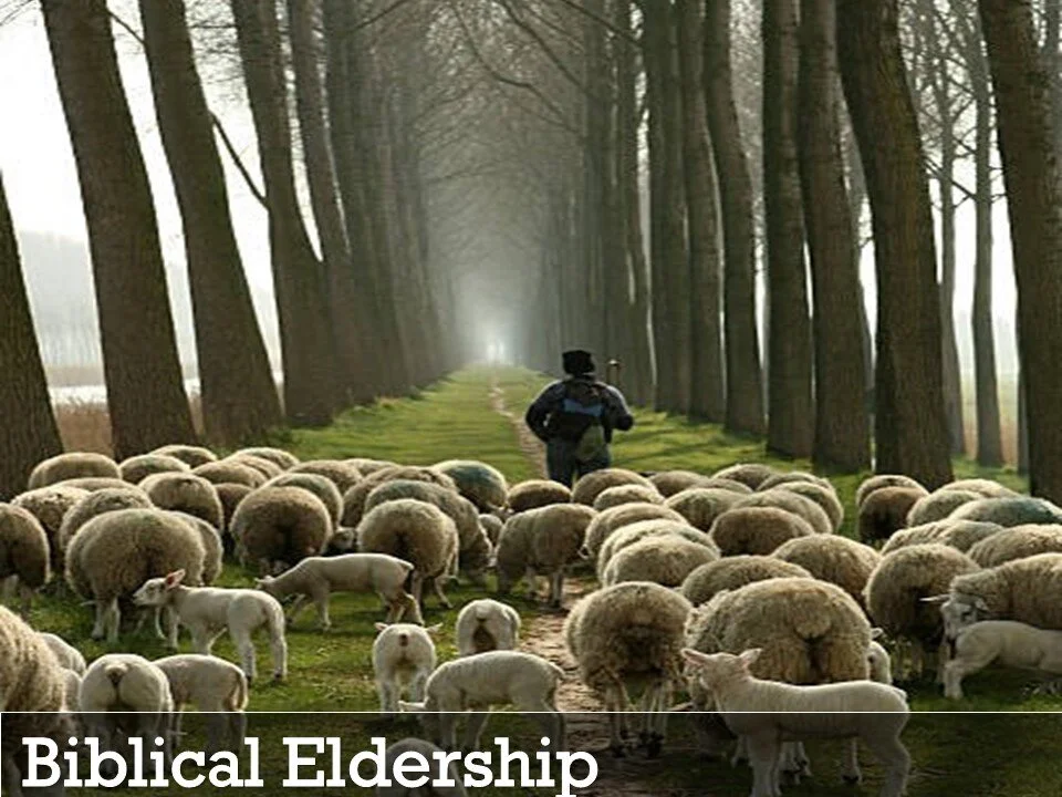 shepherd graphic.JPG