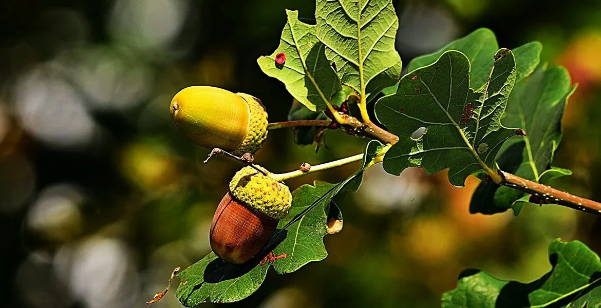 acorn_banner.jpg