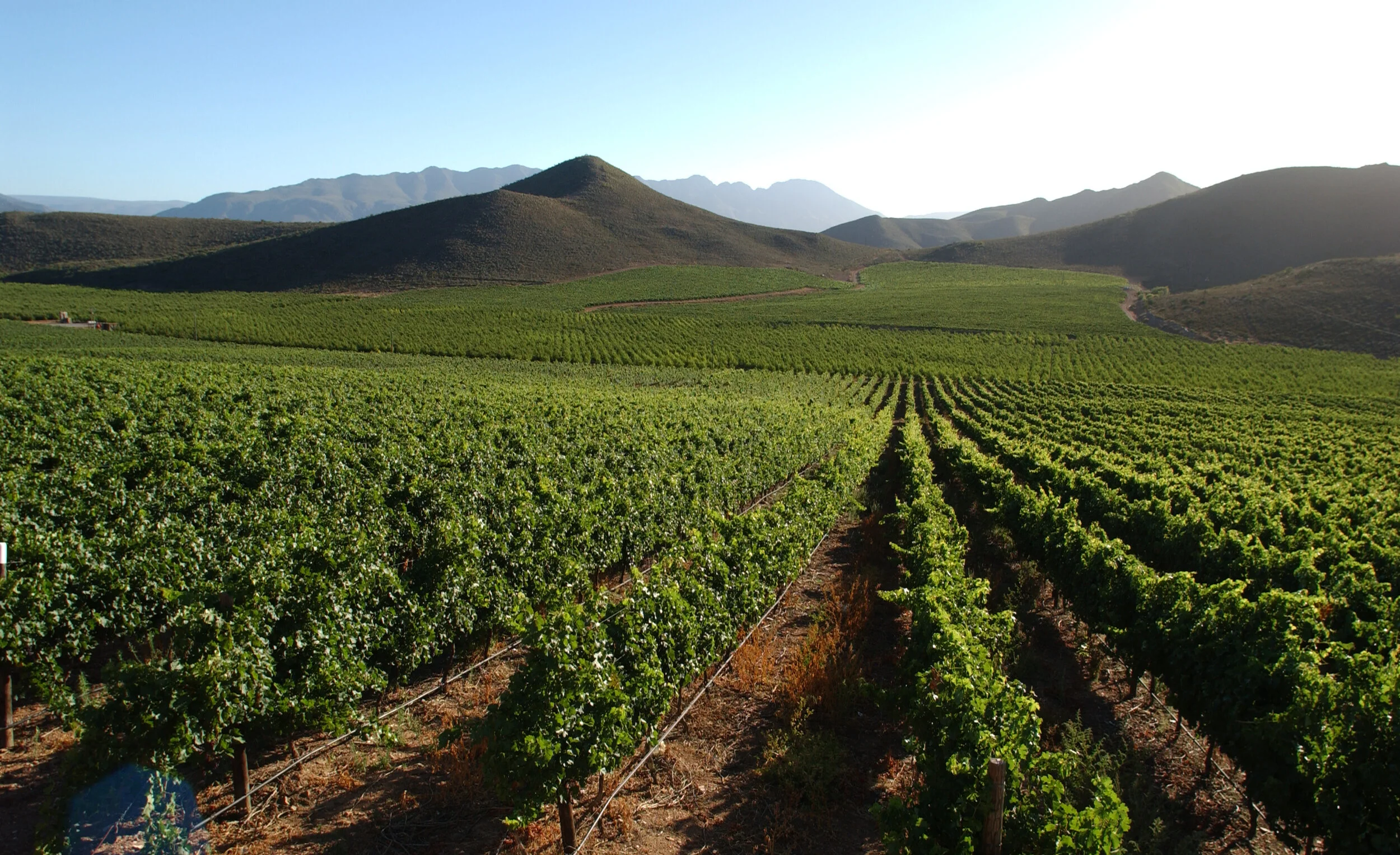 South Africa's Wine Regions —