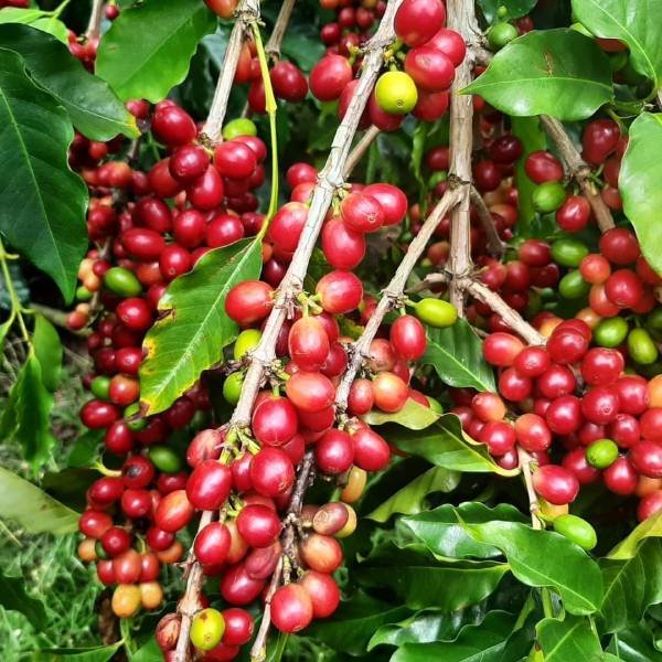 Coffee+branch-+Honomalino+farm-opt.jpg