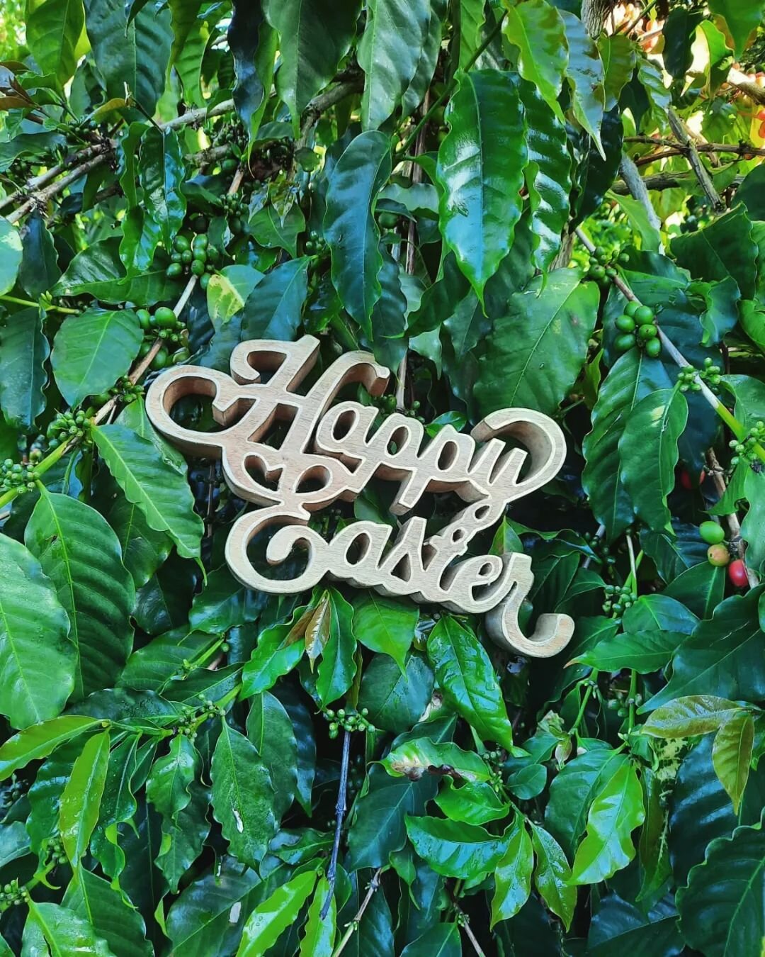 May you have a blessed Easter Sunday. Wishing you much Aloha from our family to yours. ❤️

#alohastarcoffee #alohastarcoffeefarms #happyeaster #easter #easter2023 #hawaii #kona #hawaiianislands #springishere #spring2023 #eastersunday #aloha #konacoff