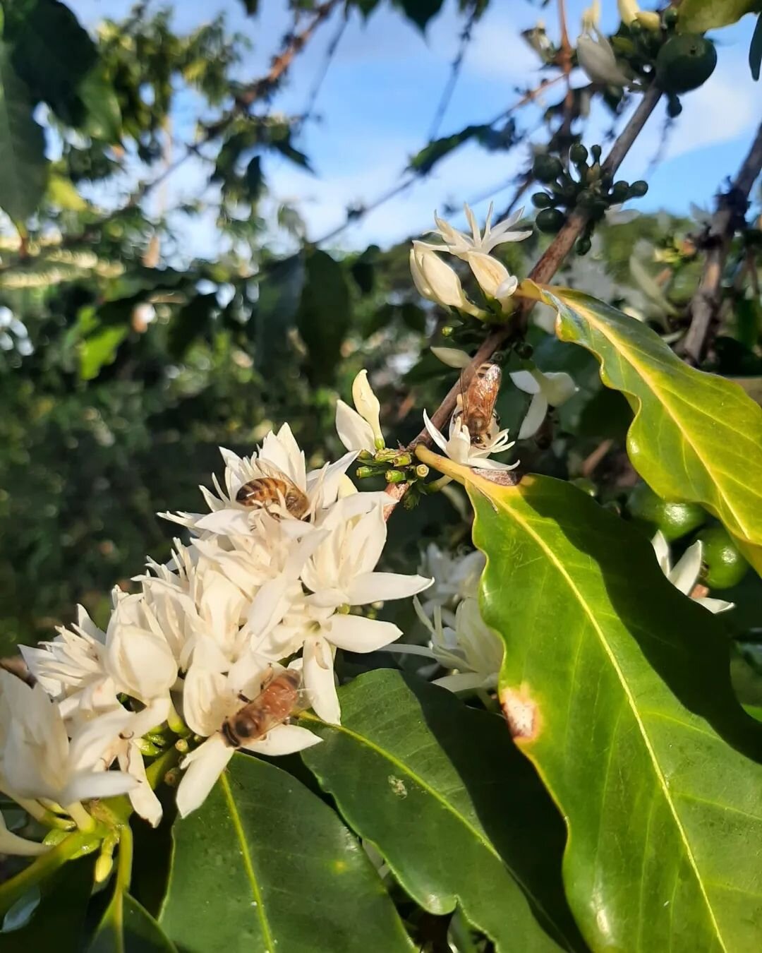 Bee-sy pollinators at work at the farm.🐝 ❤️🌱 They are doing wonders for our coffee trees!

#alohastarcoffee #alohastarcoffeefarms #konacoffee #specialtycoffee #gourmetcoffee #hawaiicoffee #kona #hawaii #bees #pollination #pollinators #coffeetrees #