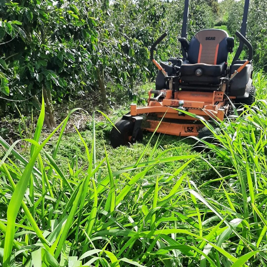 Happy International Compost Awareness Week! (May 7-13). There are so many ways to compost and grow healthy food and soil. 

Today, we are mowing in between the coffee trees and using the grass cuttings to add organic matter back to the soil at the ba
