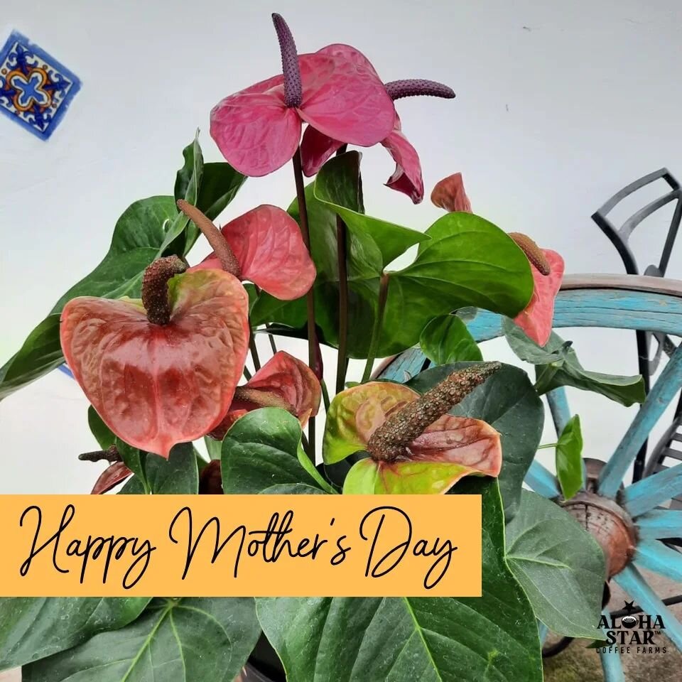 Happy Mother's Day weekend and Aloha Friday. 🌸❤️❤️

#alohastarcoffee #konacoffee #specialtycoffee #hawaiicoffee #alohafriday🌺 #alohafriday #happymothersday #mothersday2023 #diadelasmadres #happyfriday #happyweekend #kona #bigislandhawaii #hawaii #h