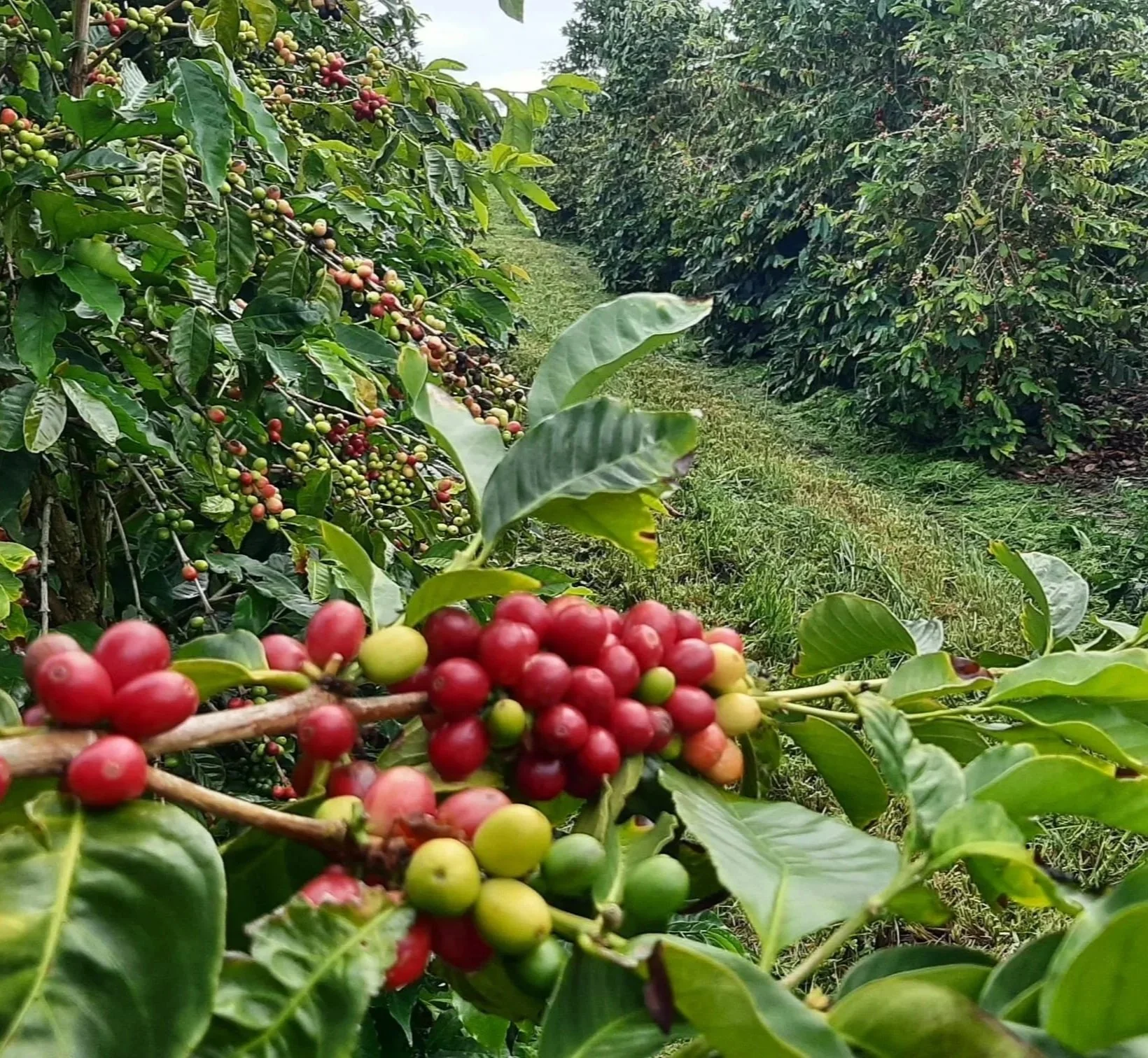 Closeup of a coffee tree with ripe coffee cherries at Aloha Star 100% Kona Coffee Farm in Kona, Hawaii