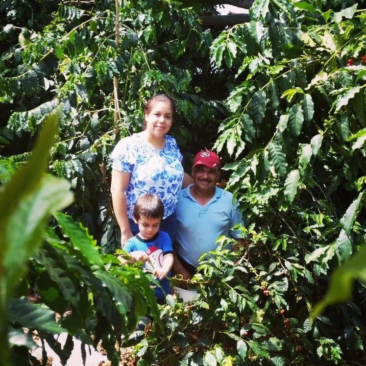 Family in a lush coffee plantation, standing among green coffee plants with ripe cherries, smiling and posing for a photo.
