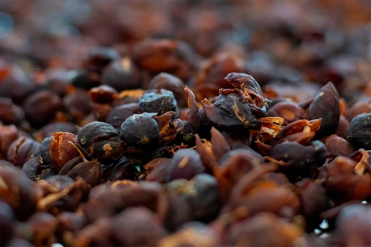Sun-dried 100% Kona coffee cherry husks used to brew Aloha Star Cascara Coffee Cherry Tea.