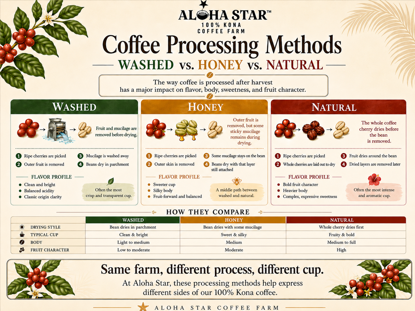 Aloha Star 100% Kona Coffee_Coffee processing methods comparison chart_ washed, honey, and natural