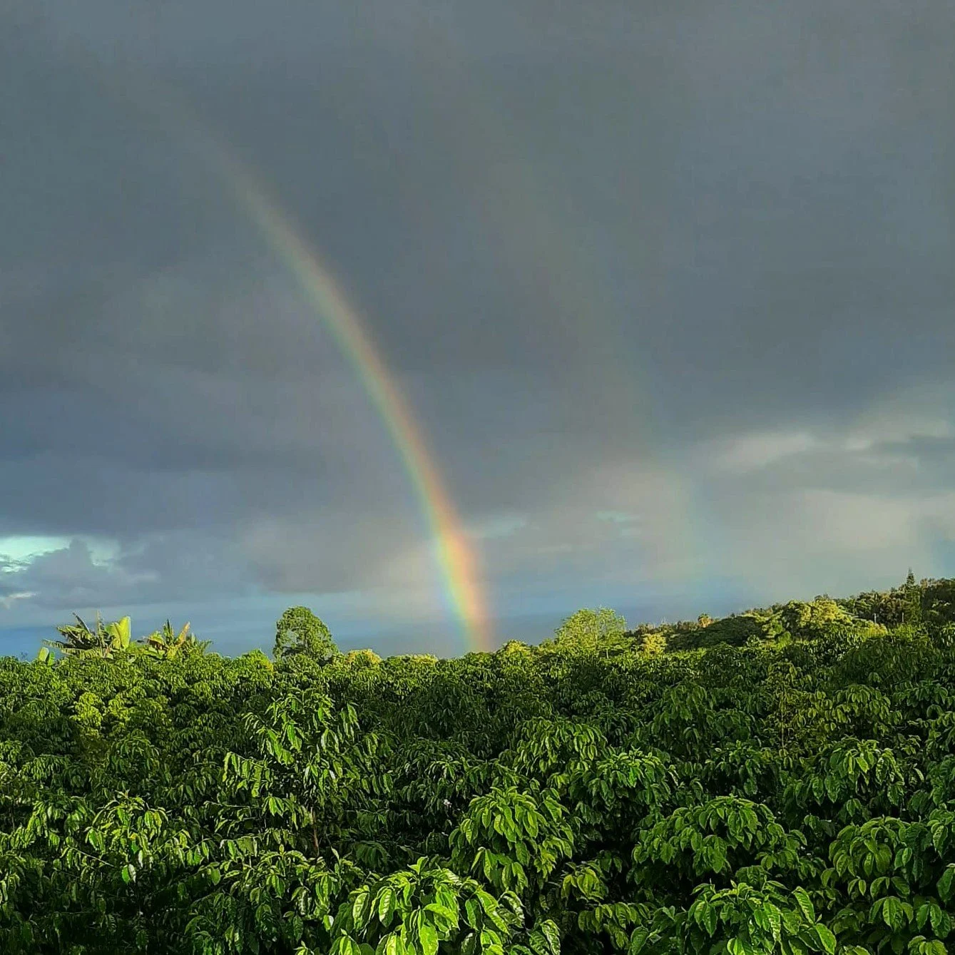 Rainbow over a lush green forest with a cloudy sky.