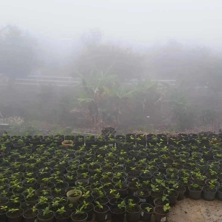 Greenhouse with rows of small potted plants and foggy background.