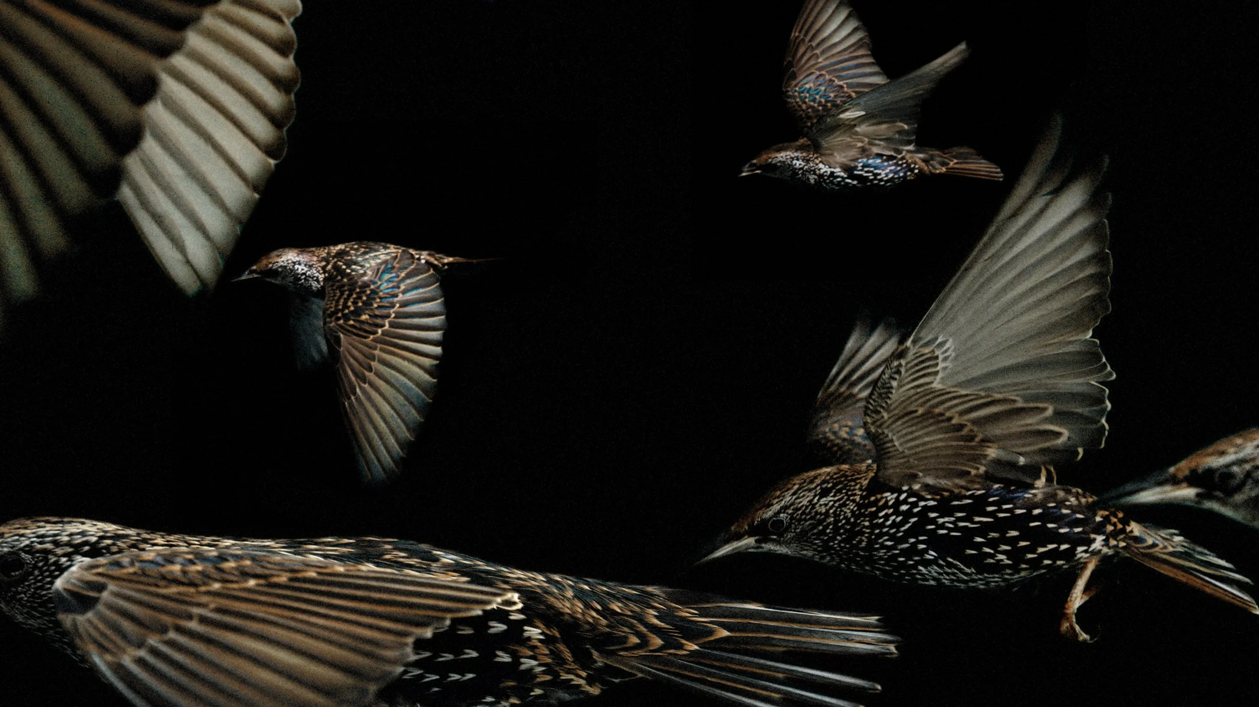 BIRDSONGS - THE BLACKBIRD