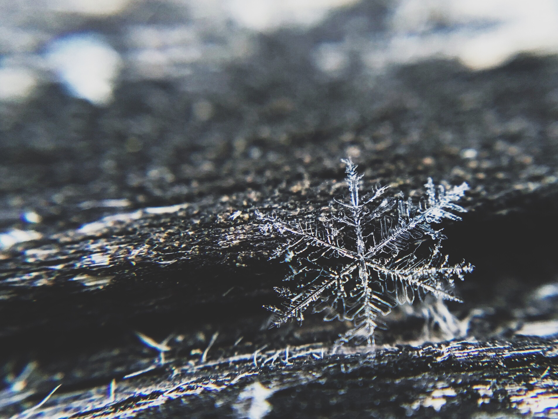 Why Squats Are Snowflakes