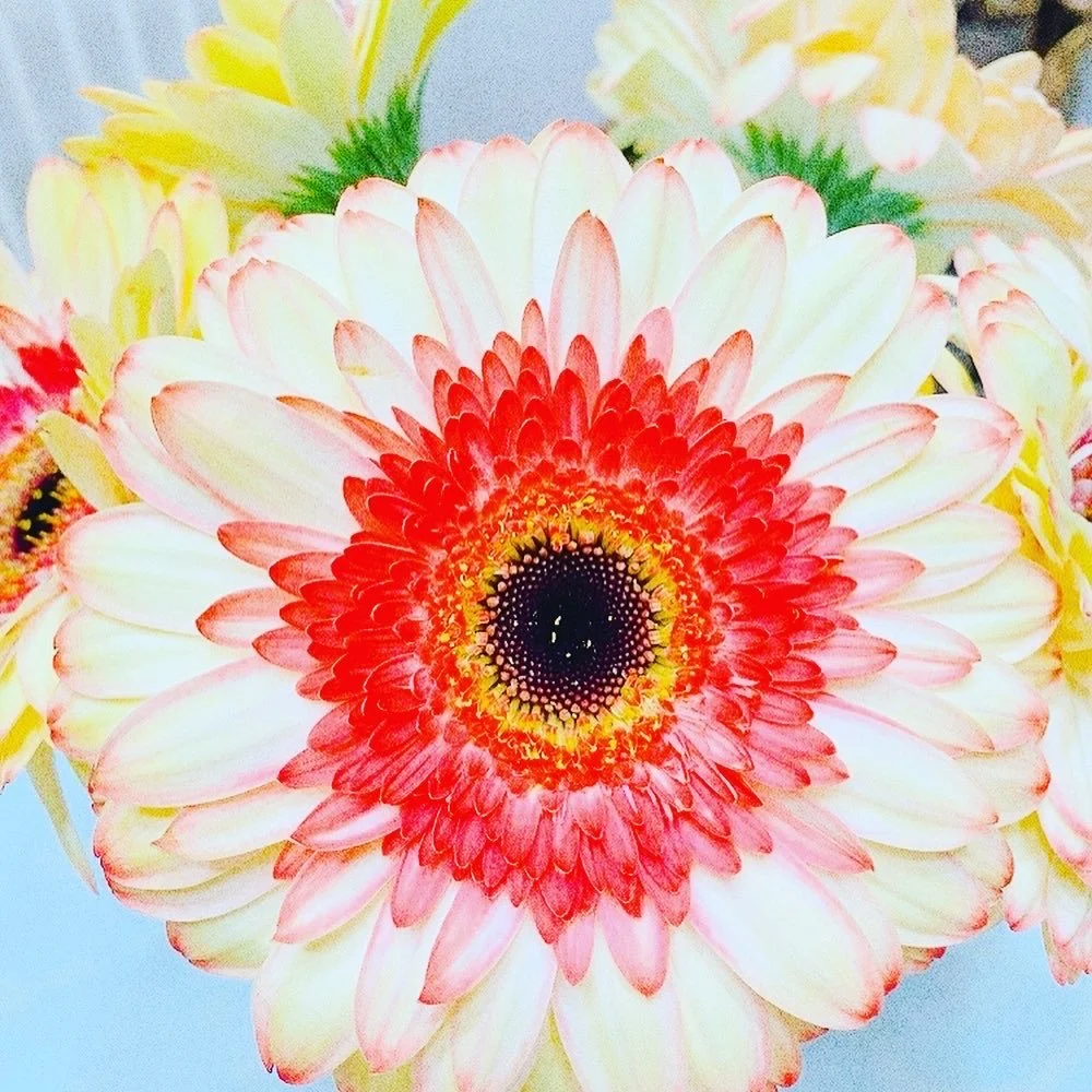 Angel Cafe　３月１７日（金）PST　／　１８日（土）日本時間