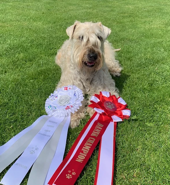 August 2019 - Kayla Dansk Champion