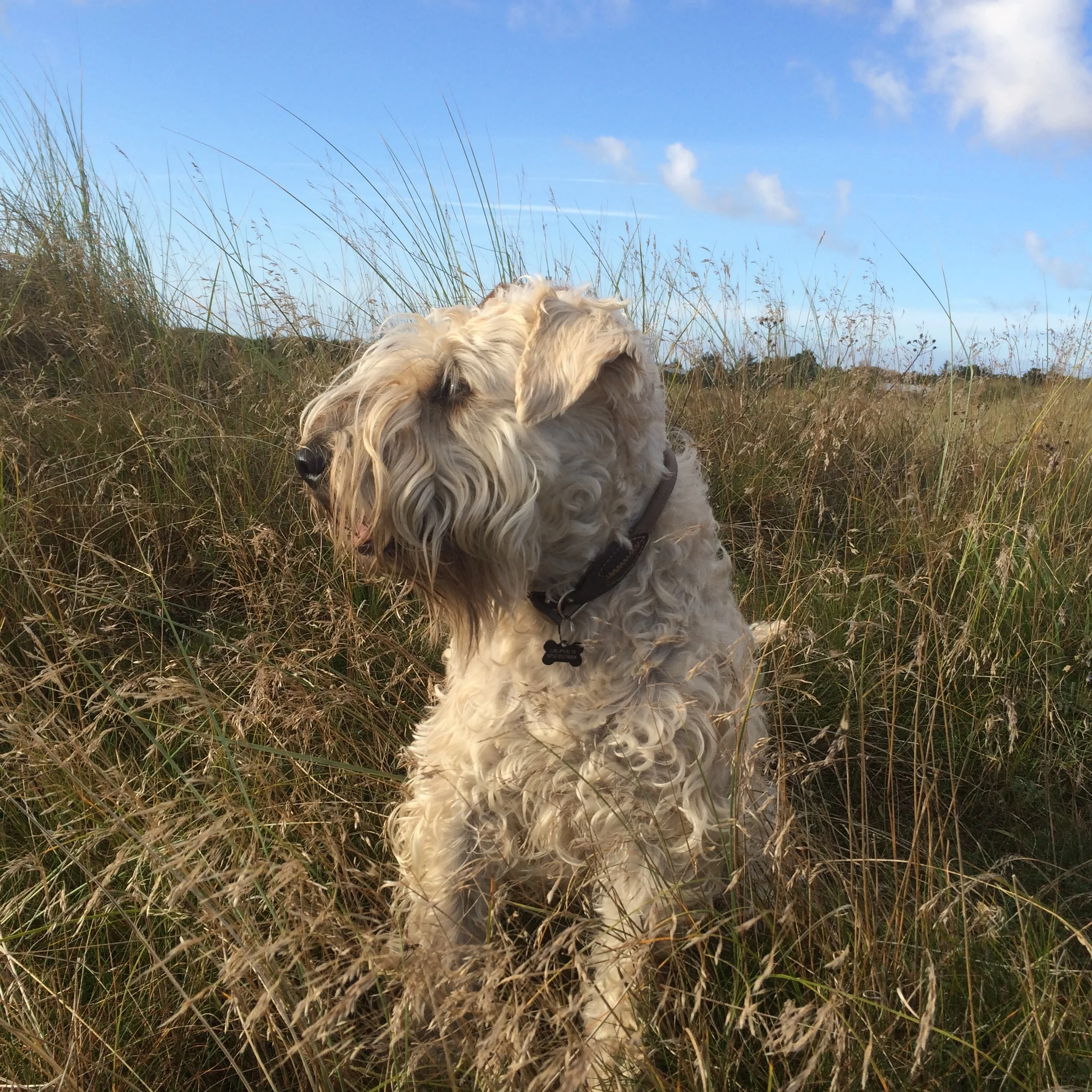 Kayla - Sommeren 2019