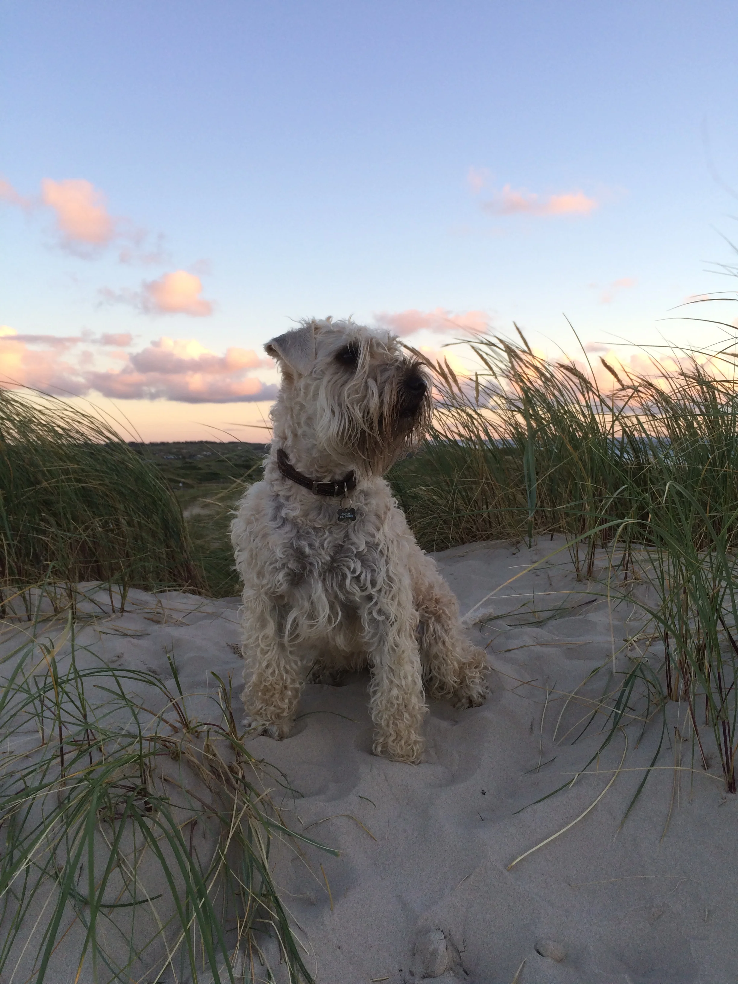 Kayla på sin favoritplads foran sommerhuset