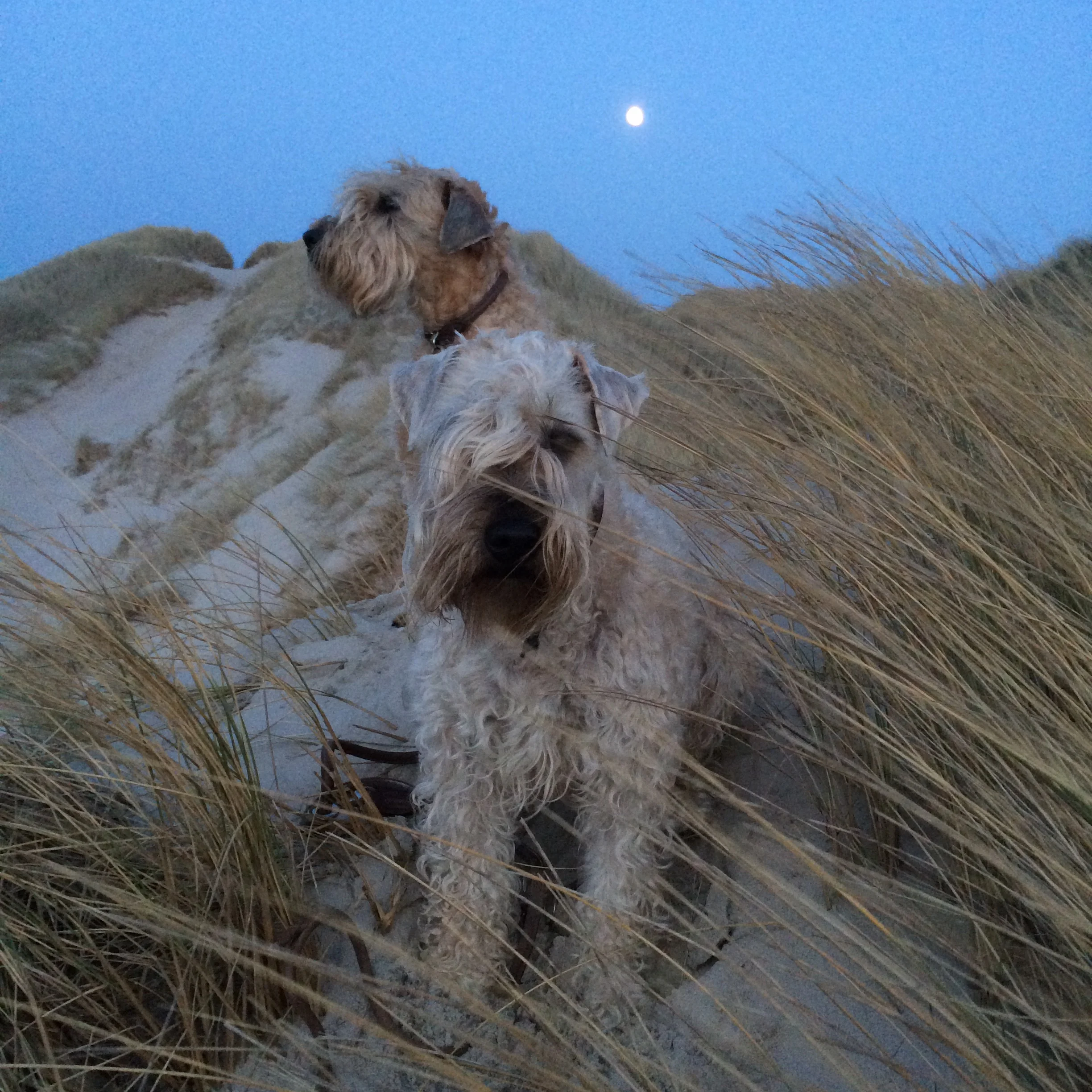 Emma og Kayla i klitterne