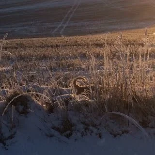 find en wheaten i hvedemarken?