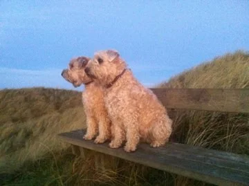 Emma og Viva i klitterne i solnedgang