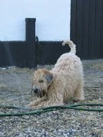 Emma "afliver" vandslangen