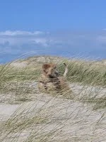 Emma's 1. tur til Vesterhavet