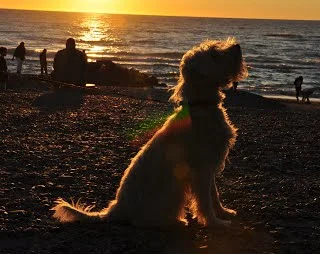 Bailey (Softstar's Enya/Wheatstone Party Spice) i solnedgangen i Gl. Skagen.