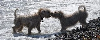 Bailey og Viva mødtes på stranden i Skagen til en pindeleg i bølgerne