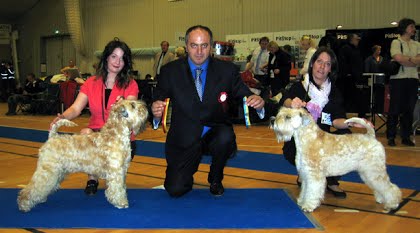 Hedensted, DKK National Udstilling, den 18. april 2009.