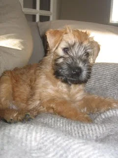 Så kom dagen endelig, hvor vi skulle til Tyskland og hente lille Viva hjem.