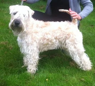 DKK National Dog Show i Svendborg den. 20 maj