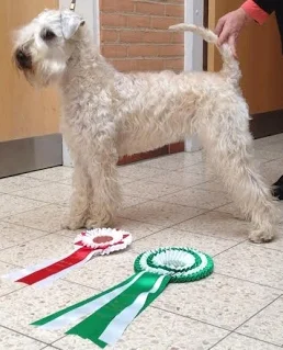  Årets 1. udstilling i Billund 2. weekend i April