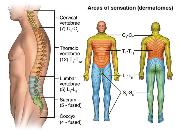 The Thoracic Spine: Anatomy, Function, and Common Injuries - Spine