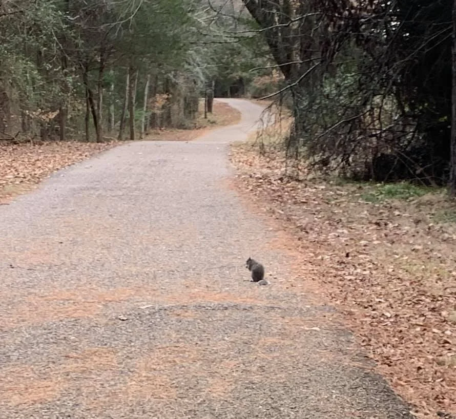 Squirrel on a path
