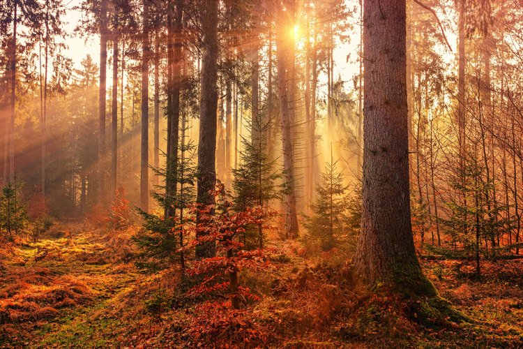 Chasing Colors: The Ultimate Guide to Fall Foliage in Arkansas — Live ...