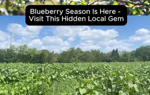 š Blueberry Season is HERE, Sarasota!