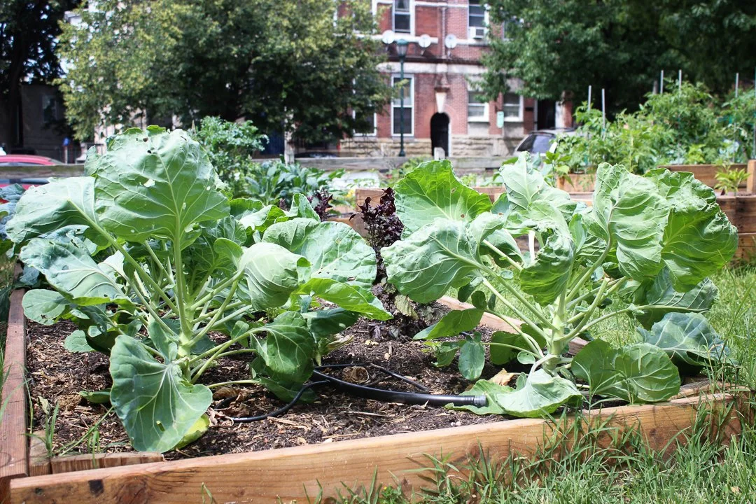 Our Guide to the Best Community Gardens in Philadelphia — Real Estate