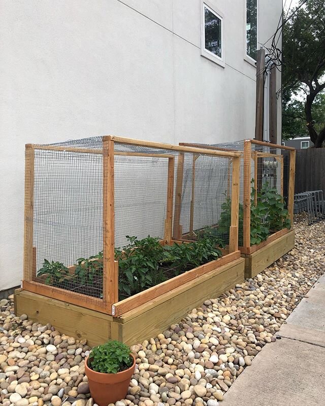 About a month in and the garden is starting to flourish. .
.
My favorite thing about gardening so far is the daily problem solving that is necessary. .
.
A few things I&rsquo;m learning. .
.
Plants need constant fertilizer and compost to keep them gr