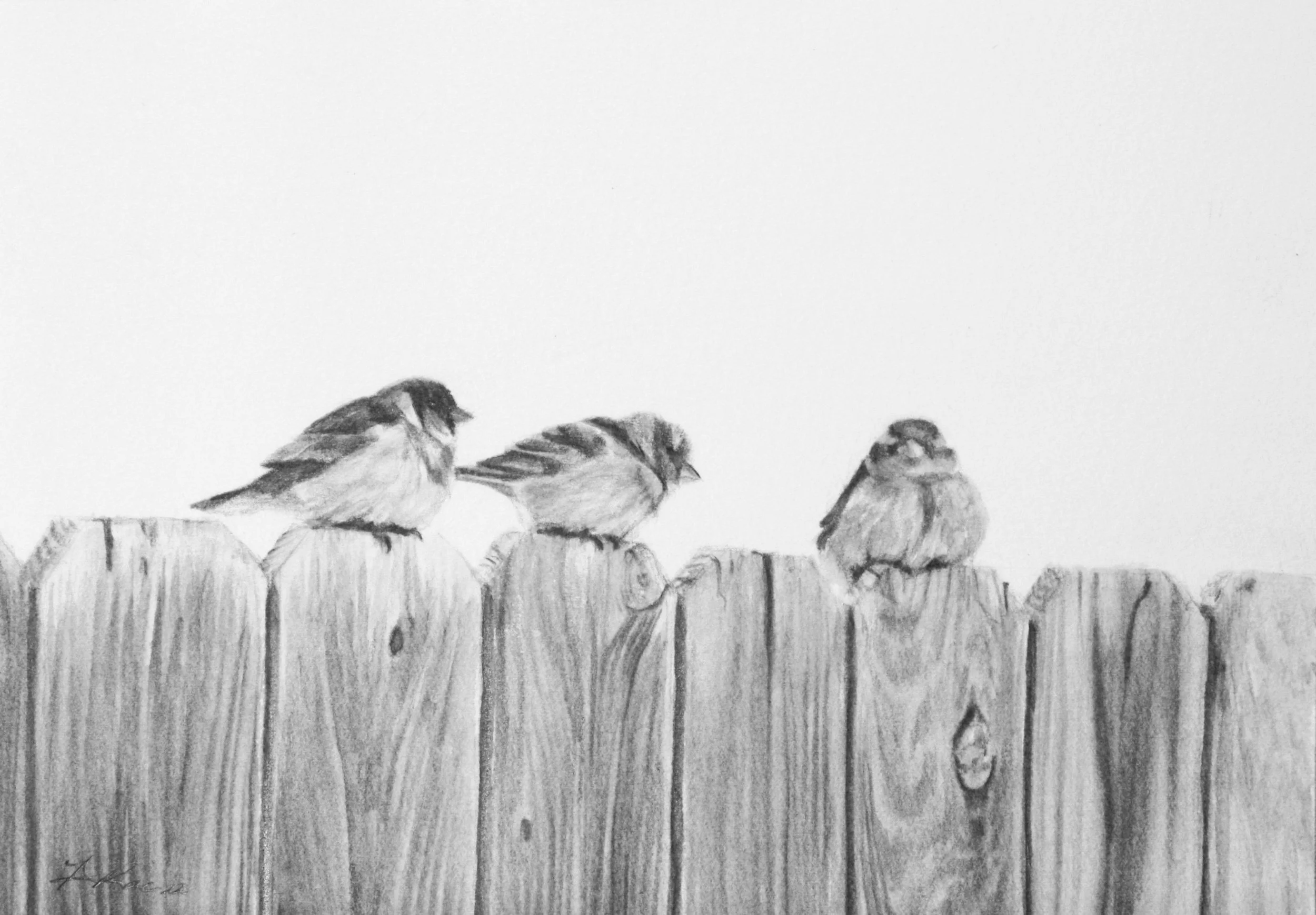 processed_AmberScally_ThreeSparrows.jpg