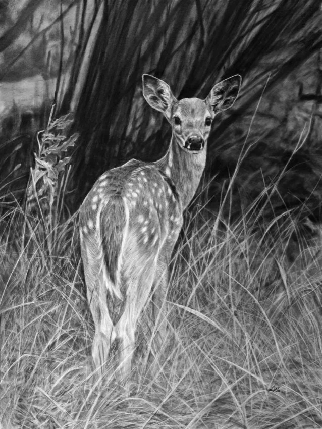 Amber Scally - The Fawn.jpg
