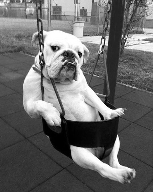 Here is a picture of a dog in a swing to brighten up your Wednesday. ☝️ Quick little did you know: our patio has a ton of heaters on it and there are plenty of seats that are fully covered from the wind and the rain. SO if you are looking to spend a 