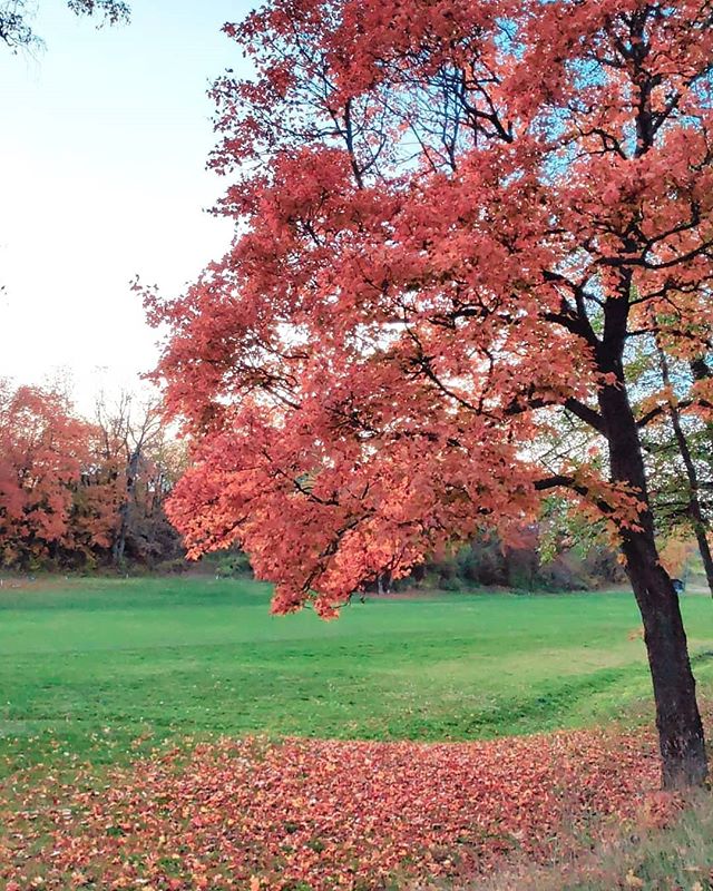 What I love about the fall is all the beautiful colors. When you are out walking in the nature it feels like you are inside a painting. 🍁🍁🍂🍁🍂🍂🍁🍁🍂🍂🍂🍁🍂🍁🍁🍂🍁🍂🍁
Det jag &auml;lskar med h&ouml;sten &auml;r alla dess vackra f&auml;rger. N