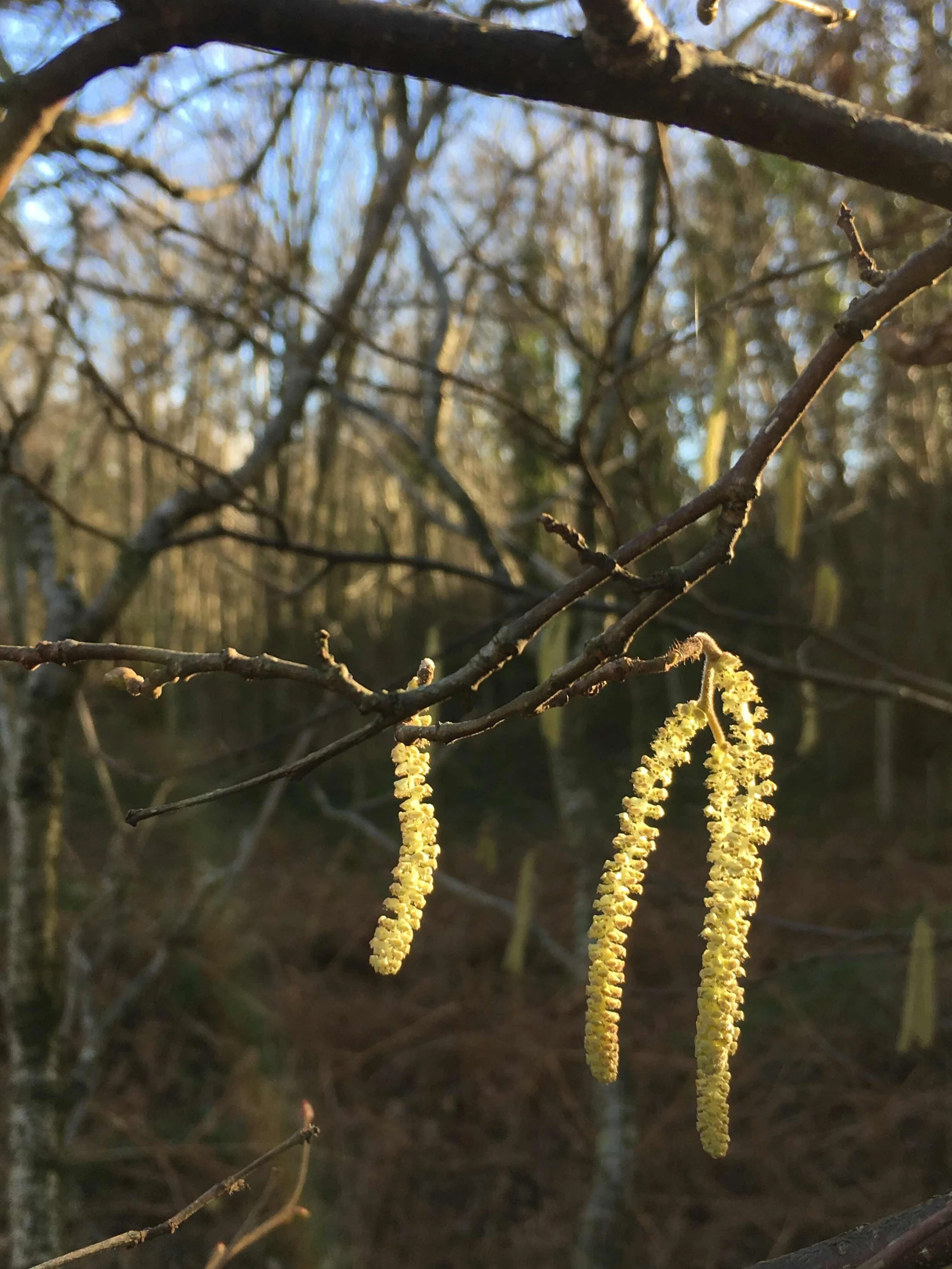 catkins.jpeg
