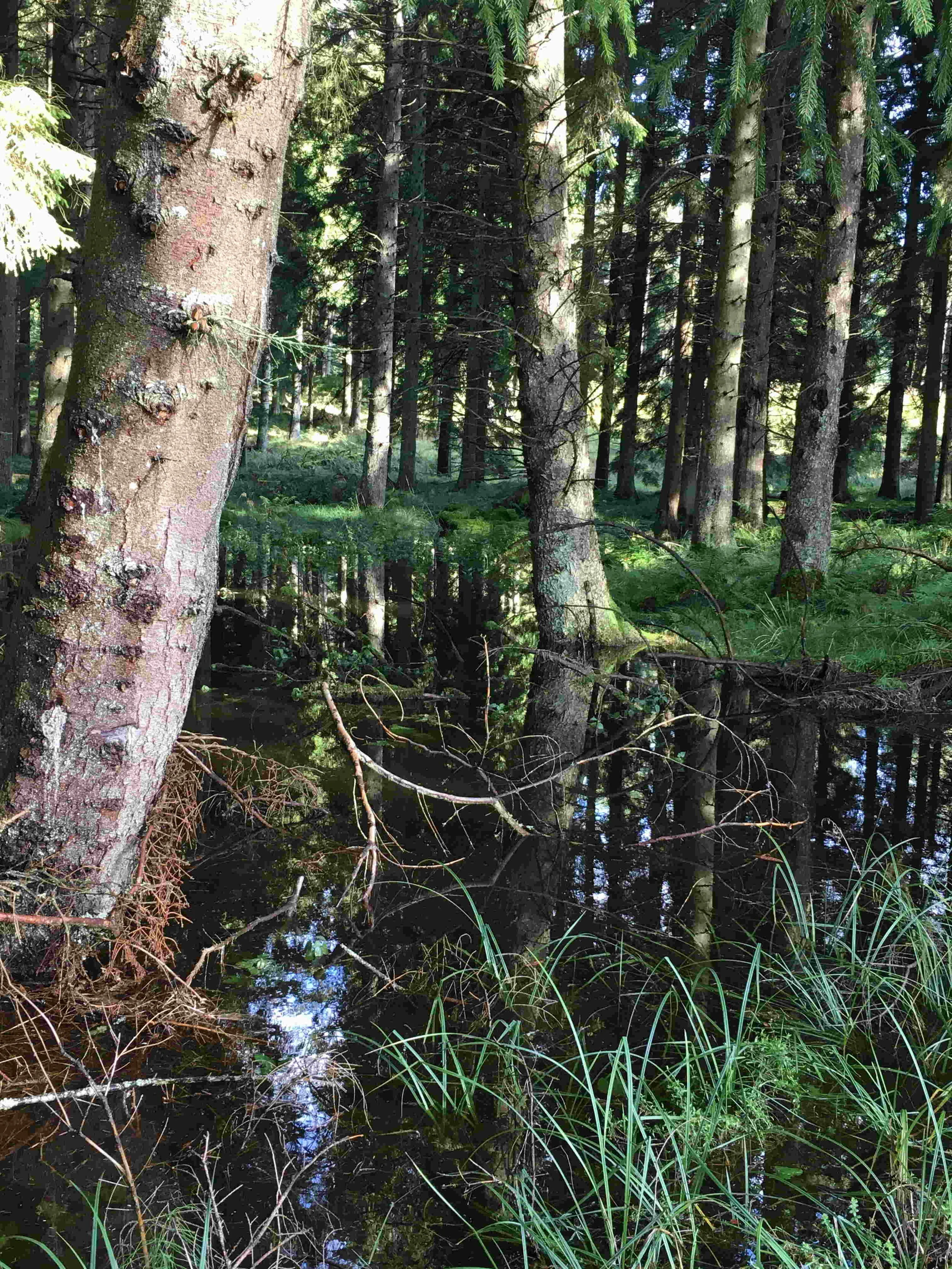 Autumn observations in a new and wild place