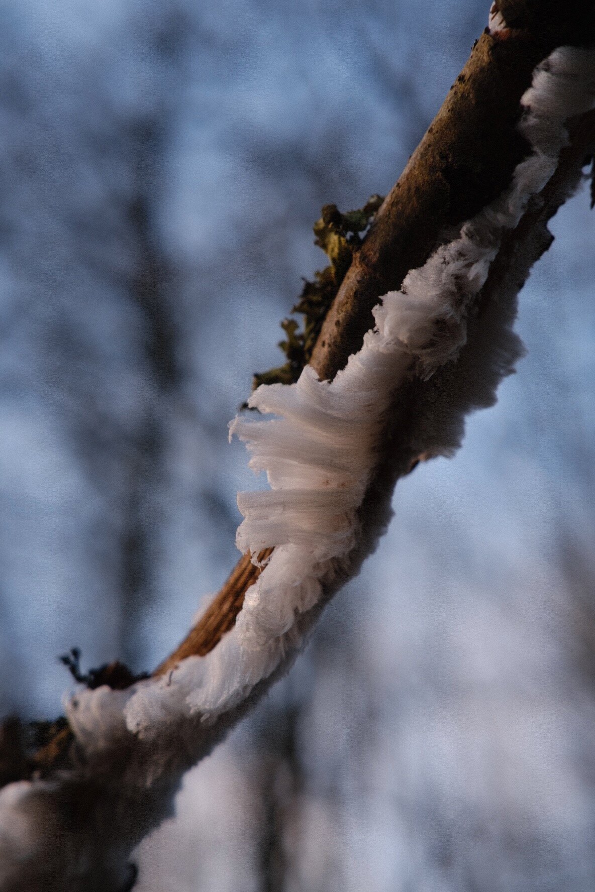 winter nature notes, in lockdown (again)