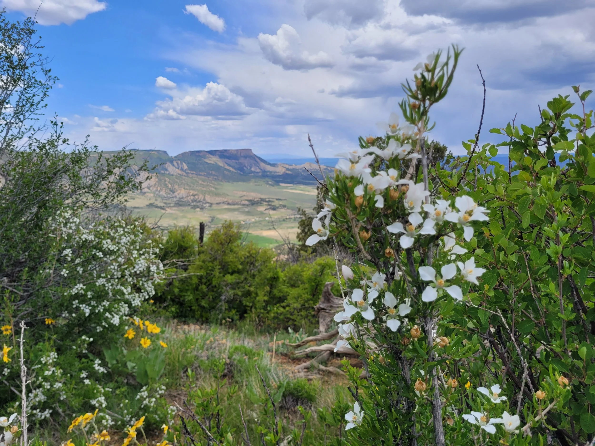 Weber Mountain in Bloom