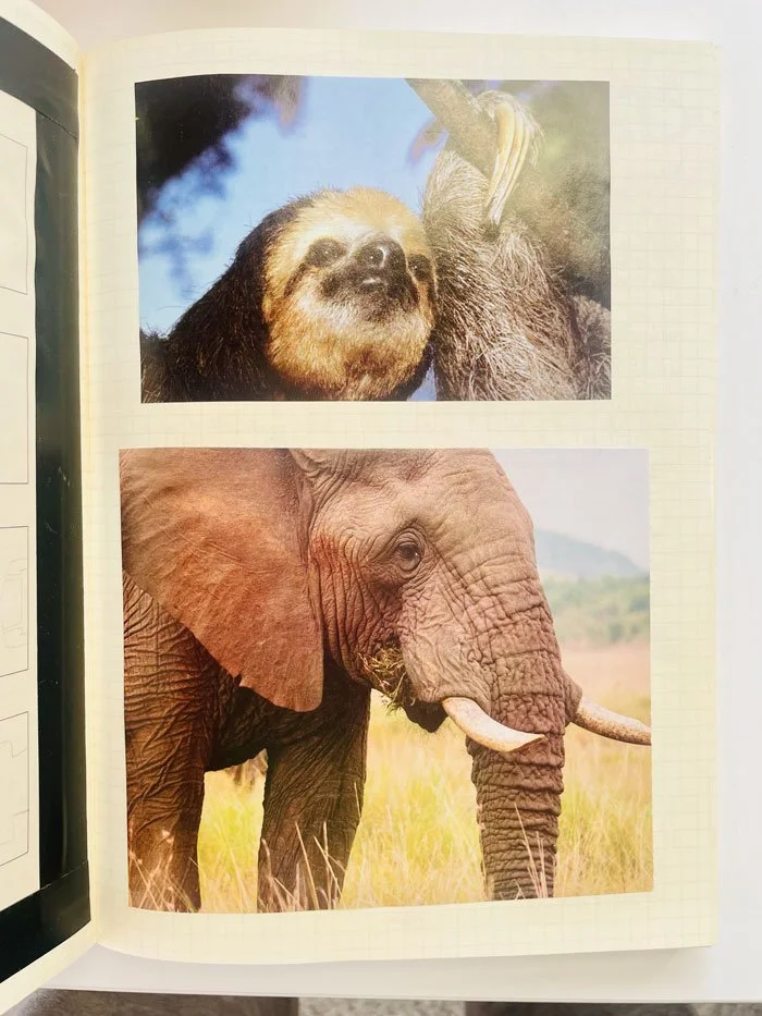 sloth-elephant.jpg