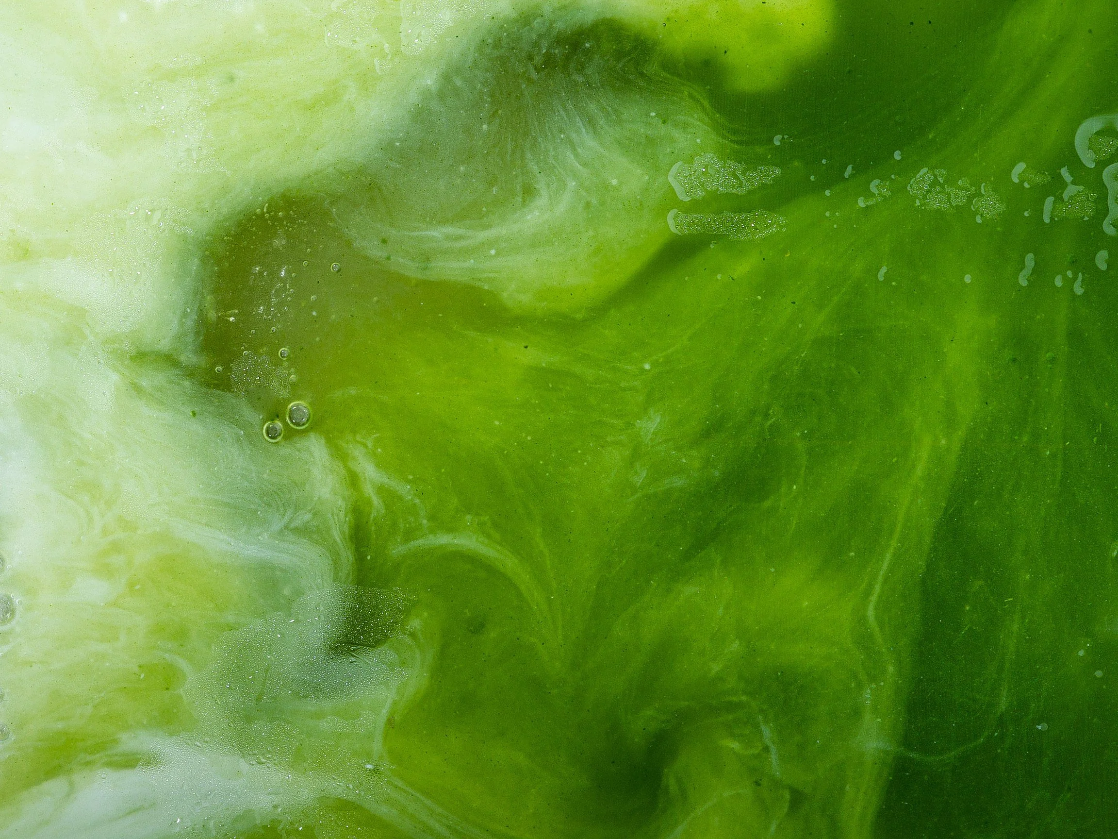 evolve-matcha-banner.jpg