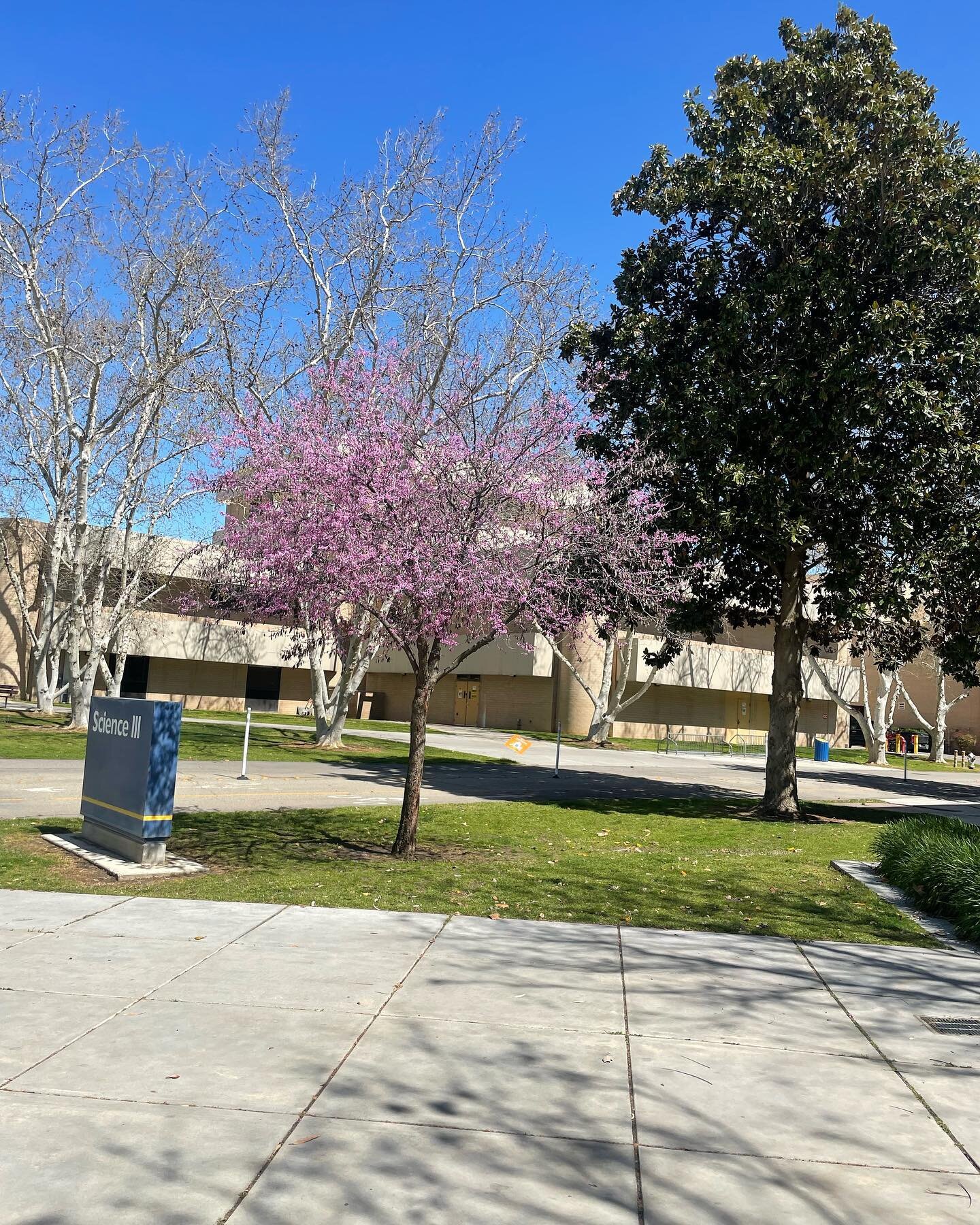 A beautiful day to guest lecture on Self-Compassion and Curiosity! #mentalhealth #selfcompassion @csubakersfield @csubalumni